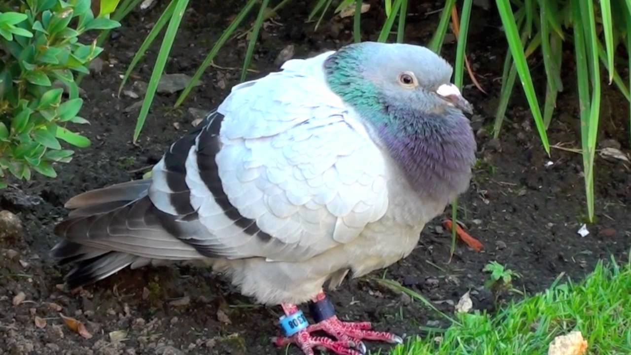 Duif in de tuin YouTube