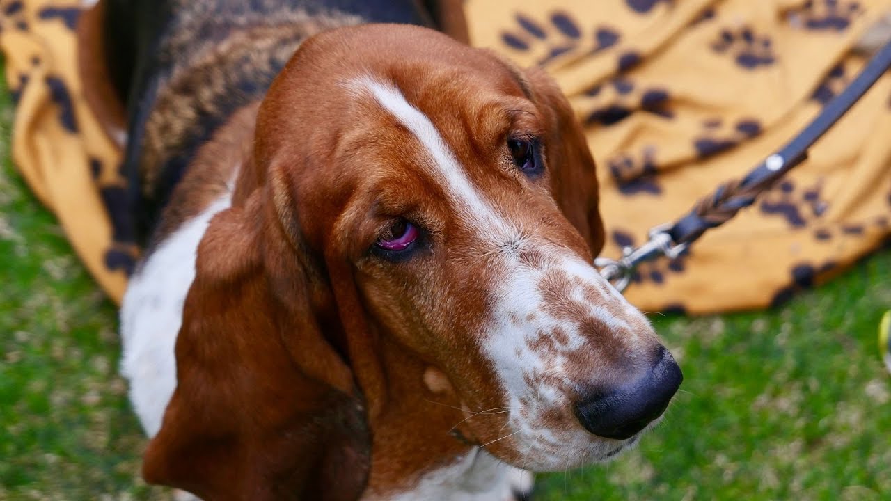 Basset Hound Scent Hurdles A Natural Talent YouTube