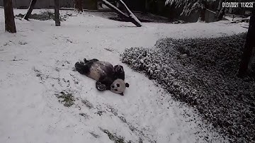 Happy National Zoo pandas slide through snow in reminder there is joy in this world | FOX 5 DC