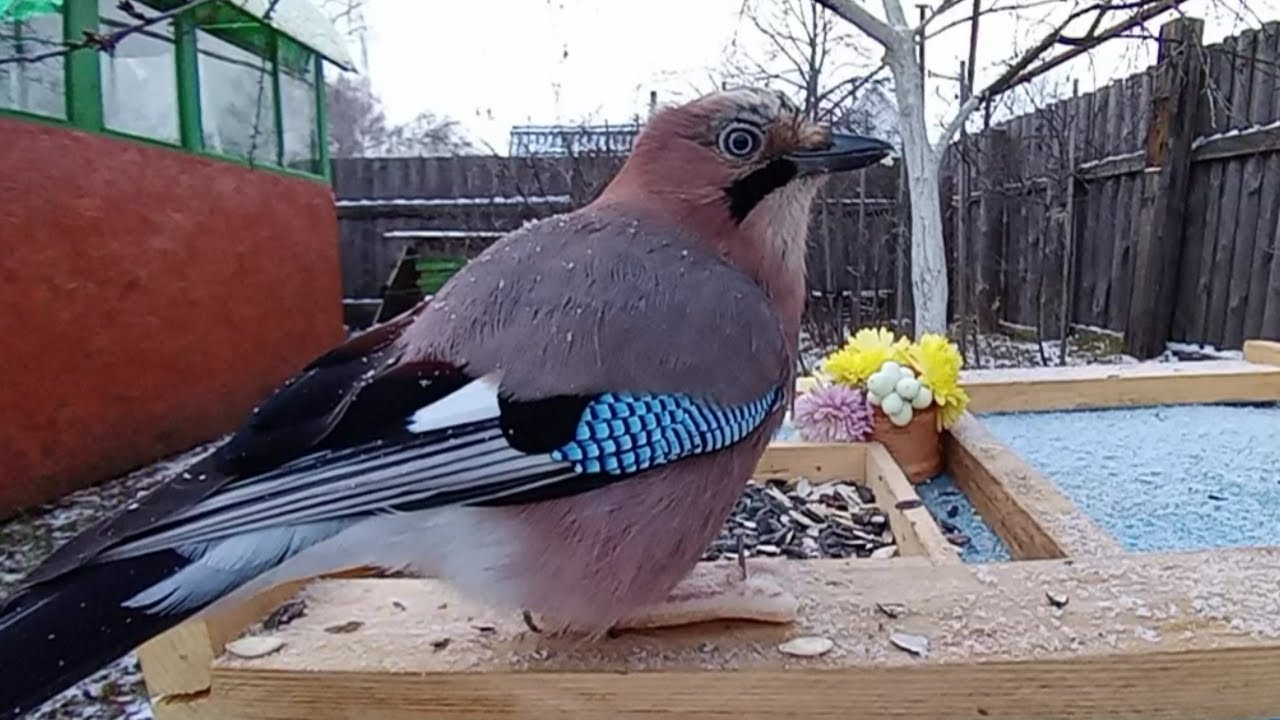 Бёрдвотчинг или Наблюдение за птицами (11.11.2024 года) Прилетали Синицы, Дятлы, Вворобьи и Сойки