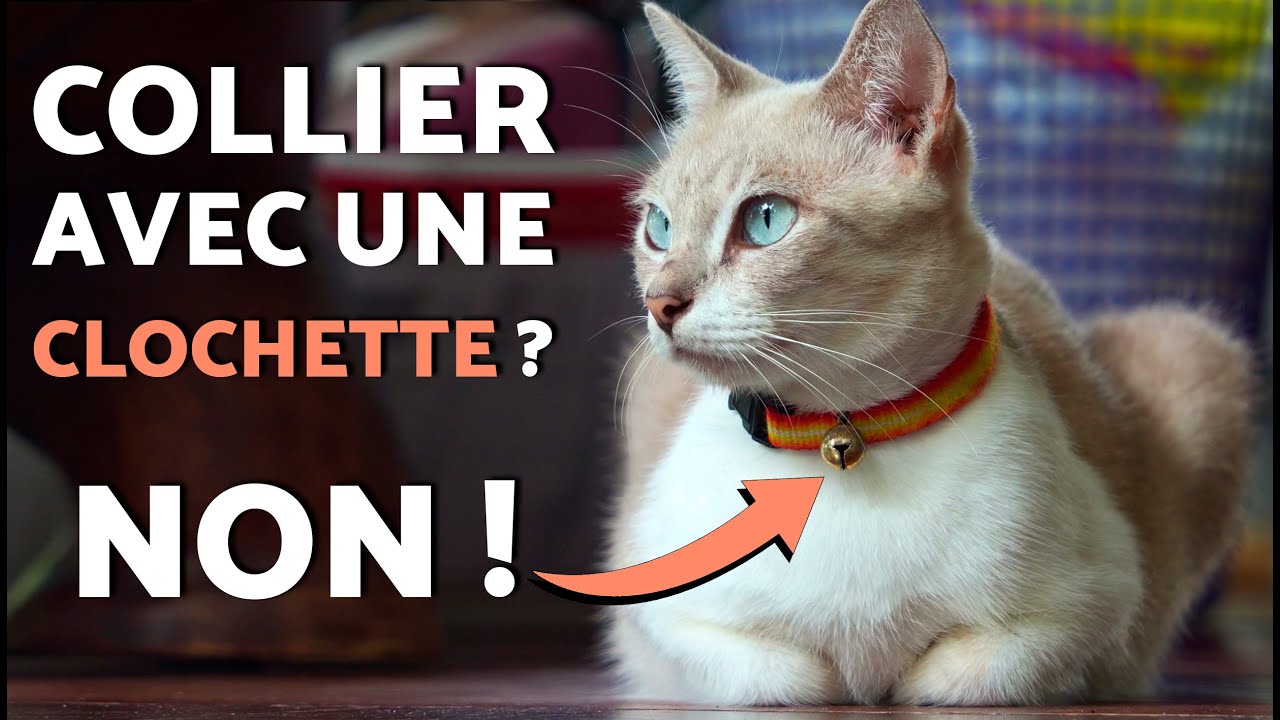 Mettre un COLLIER à CLOCHETTE à un CHAT 🙀🔕BONNE ou MAUVAISE IDÉE ?