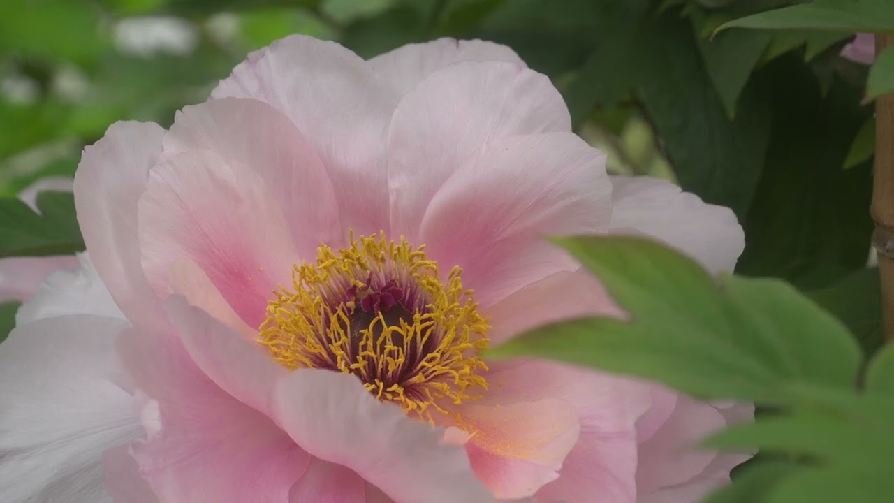 當麻寺にて、中之坊の白藤とボタン、宗胤院の八重桜と藤