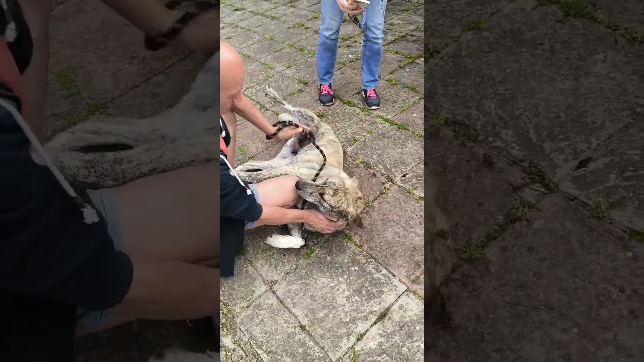 Tigerlillie sucht ein Zuhause