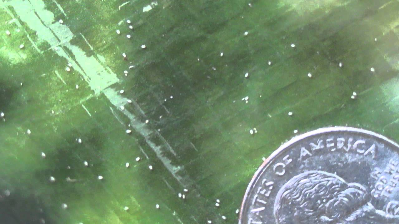 Feed bugs 5 17 15 YouTube