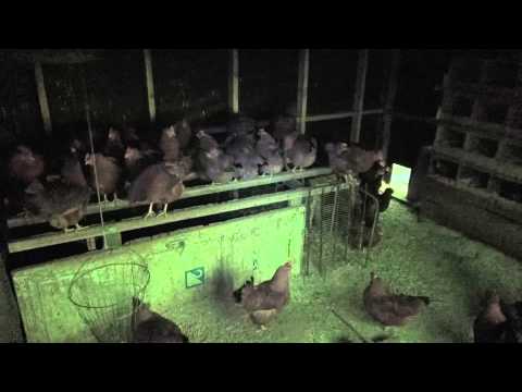 Chicken - during total solar eclipse