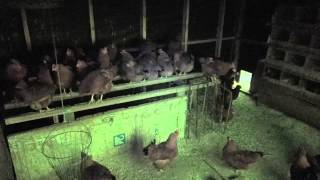 Chicken - during total solar eclipse