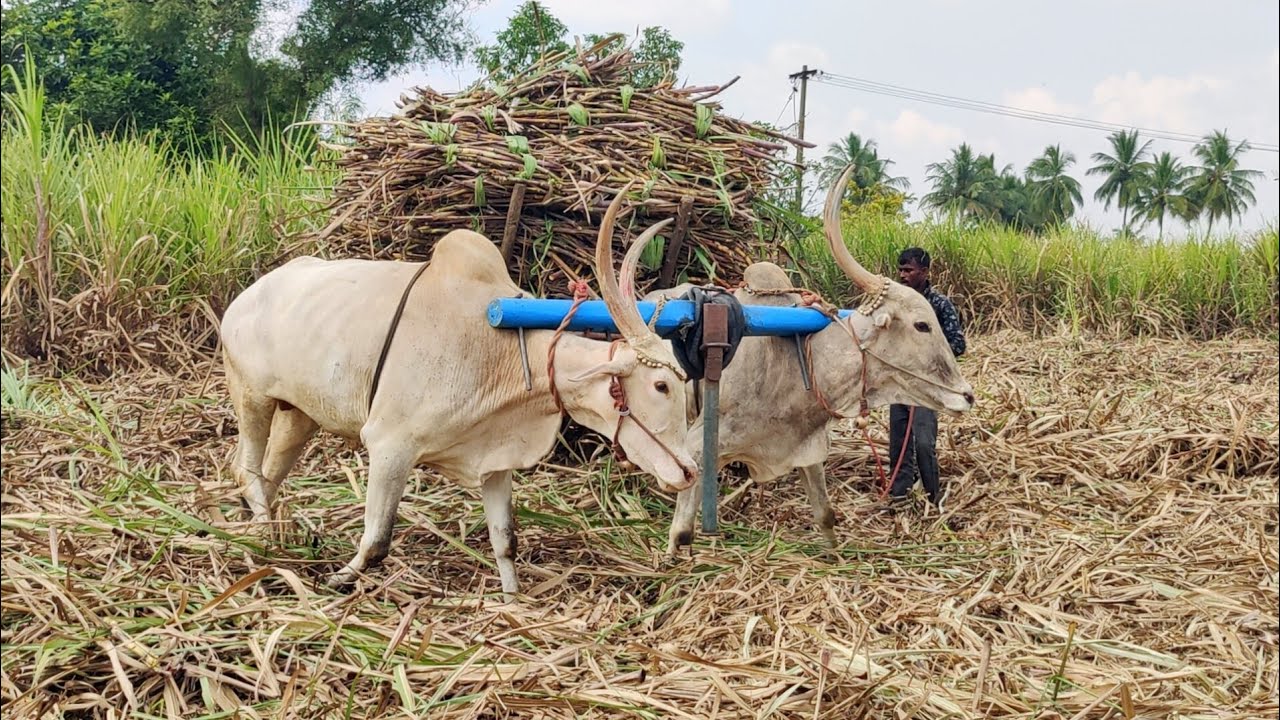 Two Bullock Cart heavy load ride & unloading