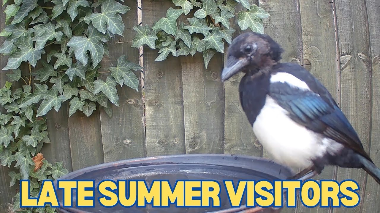 Relax and watch these late summer visitors to the birdbath