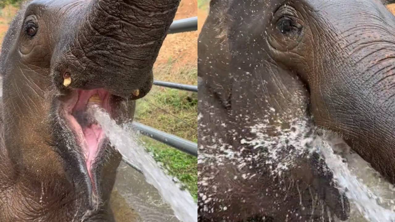 According to the principle, elephants drink water with their noses. Xiao Meimei is also sp