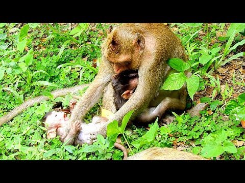 facebook games 2019 Don't jealous my baby | adorable baby Lizza jealous baby Copper get plenty of milk
