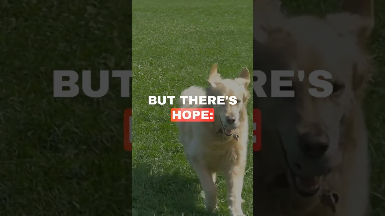 Elevating Your Dog's Lifespan with Longevity 