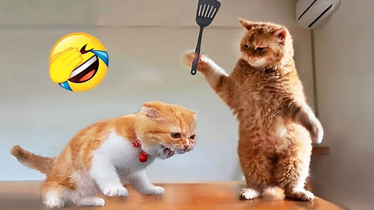 Funny Pet Moments That Will Brighten Your Day! #41