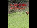 ゴールデンレトリバーに追われてクラッシュ。 #goldenretriever #大型犬のいる生活 #ゴールデンレトリバー #ビスとイロハ #ibukikohaku #クレイジーヤッコー犬舎 #ラジコン