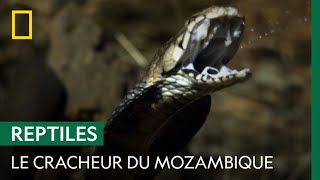 Le Redoutable Crachat Du Cobra Cracheur Du Mozambique