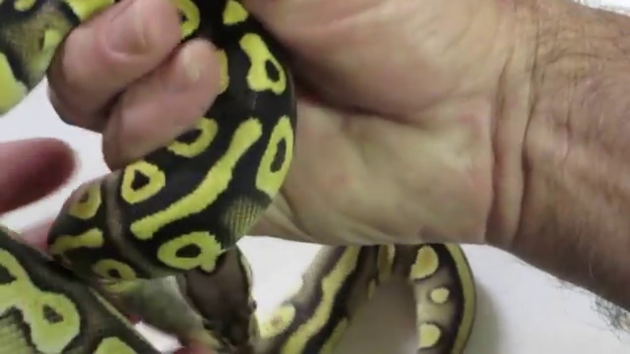 rat snakes in alabama Brian Gundy Talks About The Difference Between Mystic & Mojave Ball Pythons