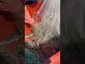 Buen tarrayaso de camarón