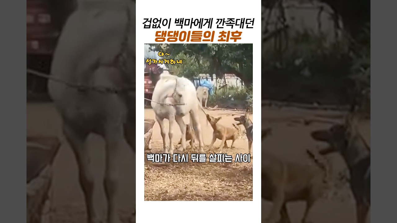 겁없이 백마에게 깐족대던 댕댕이들의 최후 #시골개 # 강아지참교육 #웃긴동영상