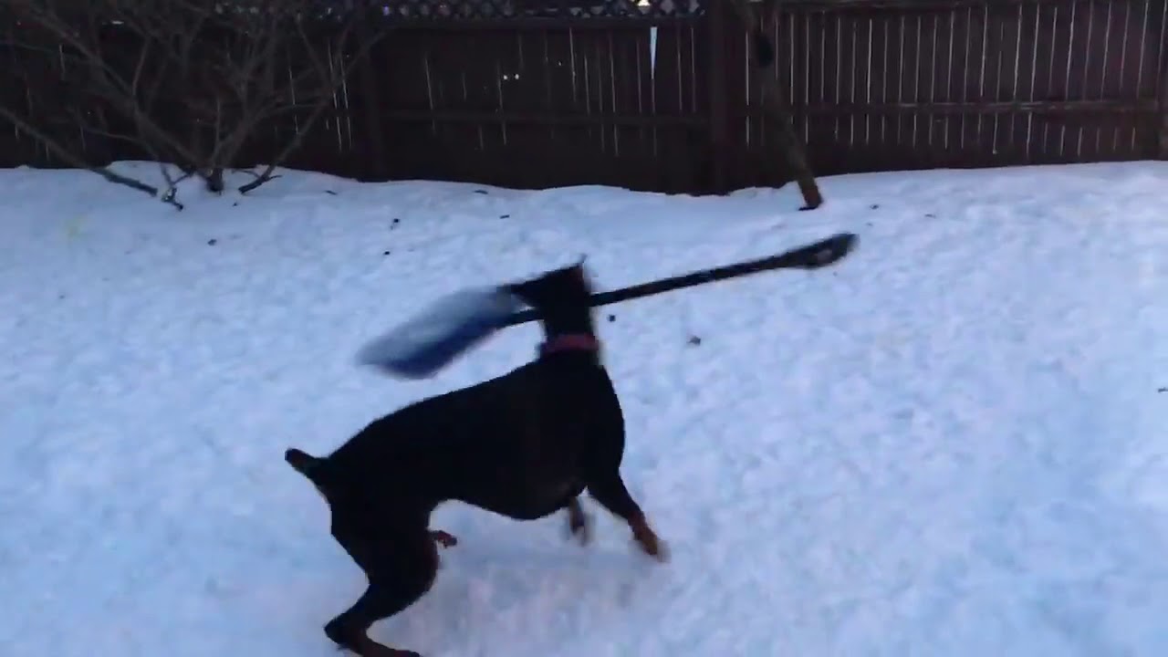 Shoveling Dog 981436 YouTube