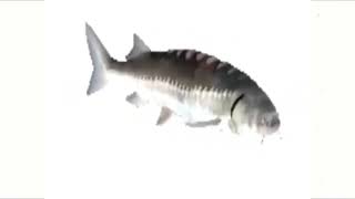 A fish spinning for 5 minutes