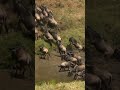 Great Wildebeests Migration - Herd Of Wildebeests Running In Masai Mara Kenya 2022-Wildlife