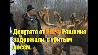 Депутата от КПРФ Рашкина задержали  с убитым лосем.