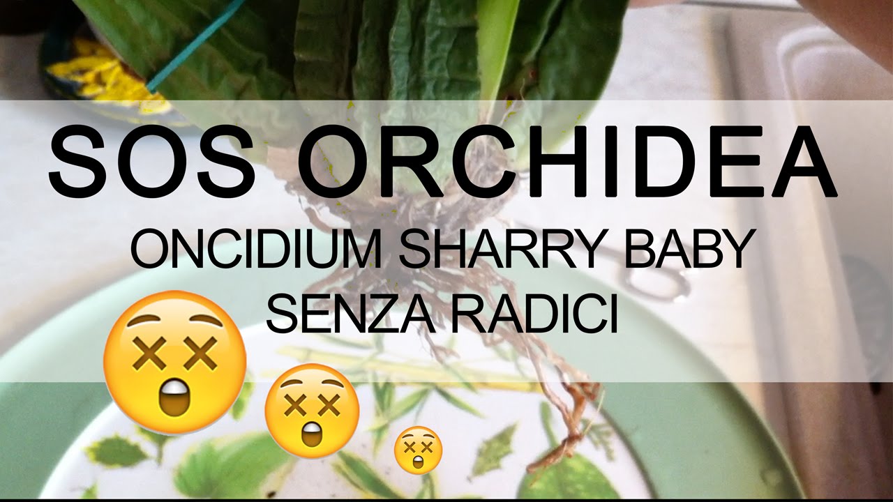 SOS ORCHIDEA SENZA RADICI - Oncidium Sharry Baby