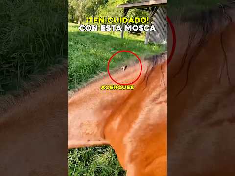 ¿Por qué los campesinos le tienen tanto miedo a esta mosca? 🪰 #animales #curiosidades #viral