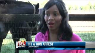 Police Horse Injured in Hit & Run Accident is on the Mend