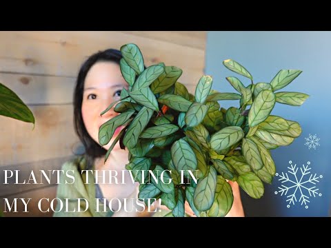 Video: Cold Tolerant Houseplants - Winter Houseplants For Cold Rooms