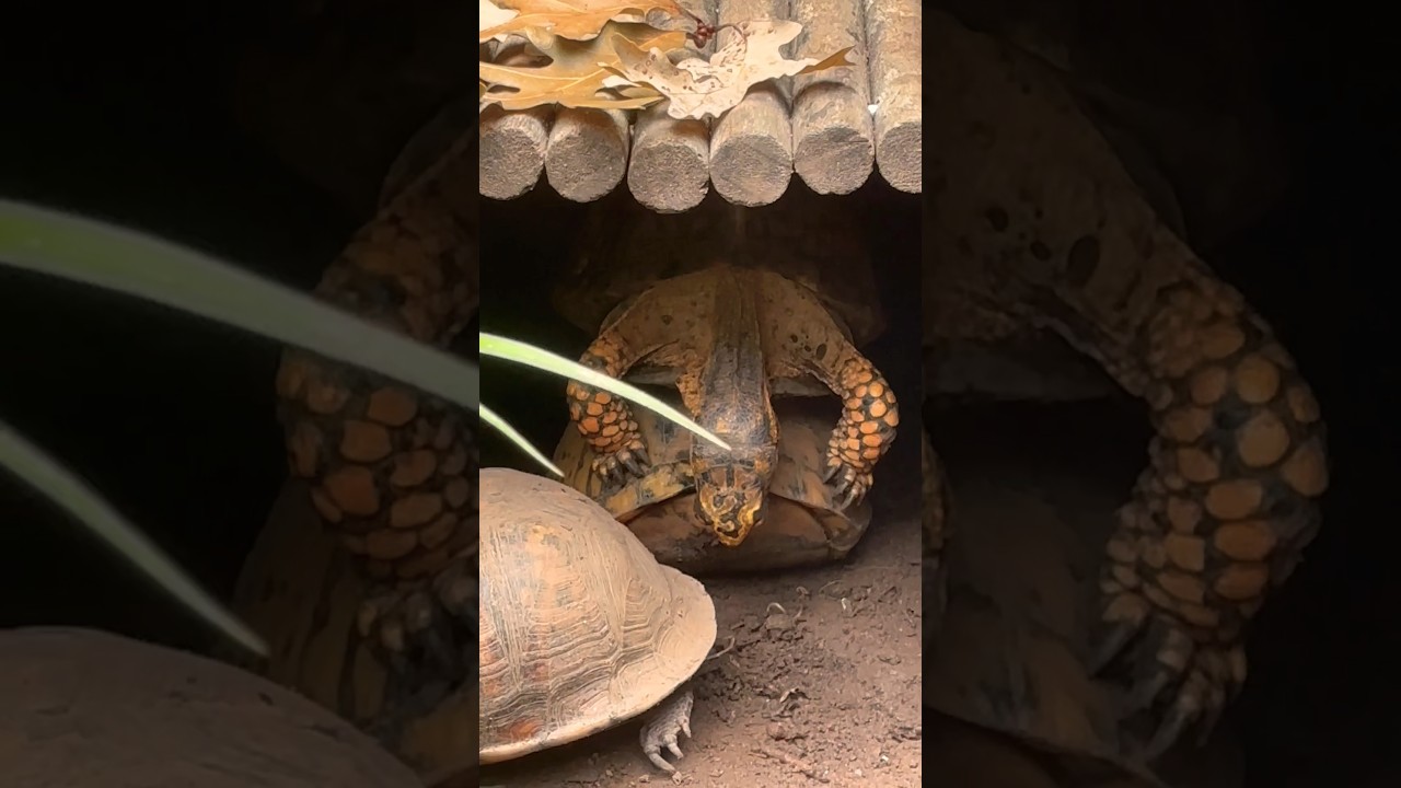 How do my turtles mate?