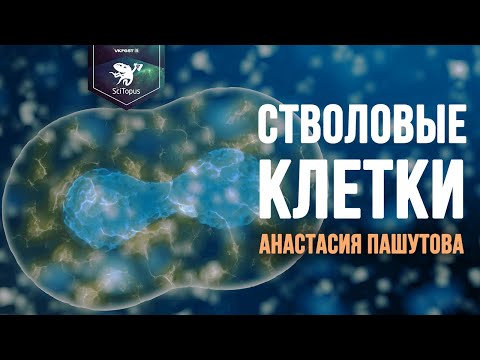 Стволовые клетки. Анастасия Пашутова. Лекторий SciTopus
