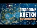 Стволовые клетки. Анастасия Пашутова. Лекторий SciTopus