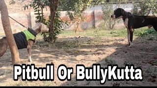 Pitbull Meet Bully kutta 🔥🔥// Liza ko Sabhi Dogs Milaya #bullykutta #pitbull