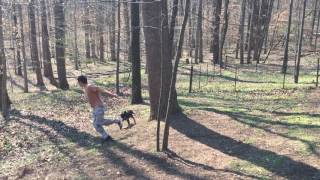 Rottweiler mix - Labrottie Puppy Playing with his Boy
