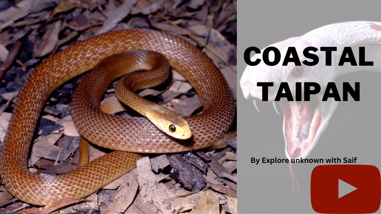 Coastal Taipan (Oxyuranus scutellatus)