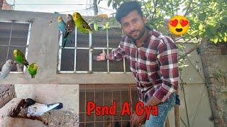 Parrots Ko Apna Cage Psnd A Gya 😍 Pigeon Ky 🥚Eggs B A Gye