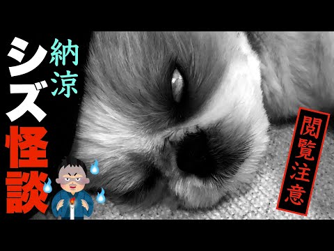 【シーズー】【閲覧注意】納涼！シズ怪談！〜本当にあった犬の怖い話〜【169】