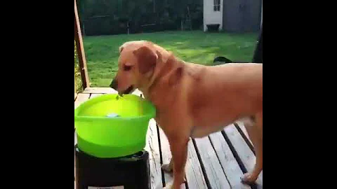 Dog Playing Fetch with His New Automatic Ball Throwing Machine #Shorts