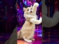 可愛いマンチカンはなぜかひとりでノリノリ🕺🕺✨