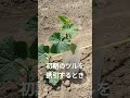 家庭菜園で胡瓜⑤r8/5/20