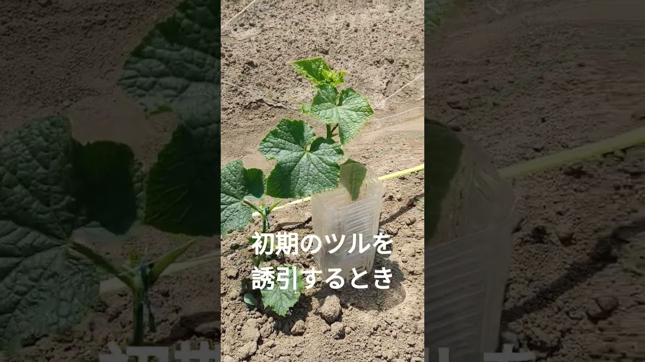 家庭菜園で胡瓜⑤r8/5/20