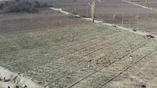収穫期を迎えたナツメ畑　新疆ウイグル自治区ホータン地区