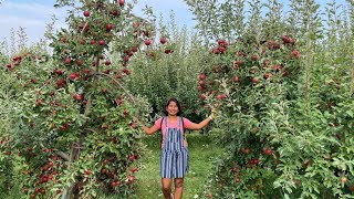 Apple Picking 2021 ,Corn Maze ,Fall Festivities at Keller's Farmstand,Oswego, IL,USA
