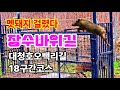 멧돼지 걸렸다. 대청호오백리길 18구간코스. 장수바위길