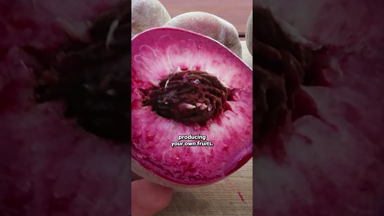 После того, как я это попробую, я больше никогда не куплю персиковое дерево!