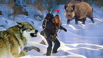 Comment faire fuir les loups