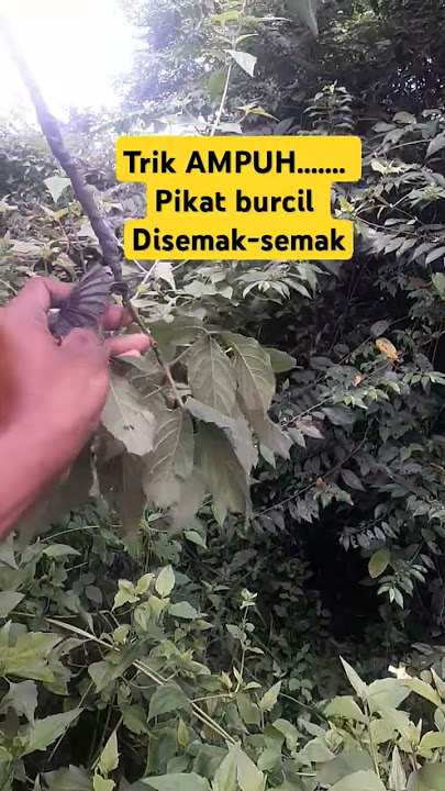 pikat burcil di semak-semak  #burung #asmrsuaraburung #pikatburung #shorts #kicaumania #shortvideo