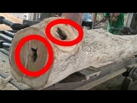 processing of teak wood by sawing in sawmills for furniture and frame ...
