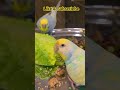 #shortvideo #youtubeshorts #budgies #fypシ #birds #волнистыйпопугайчик #попугай #like #subscribe #süß
