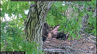 Dale Hollow Eagle Camera Live Stream